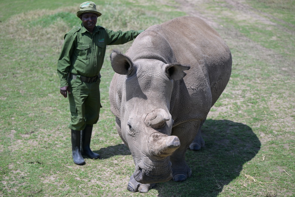 10月7日，在肯尼亞中部萊基皮亞郡奧爾佩杰塔自然保護區，工作人員與雌性北方白犀?！胺▓D”互動。