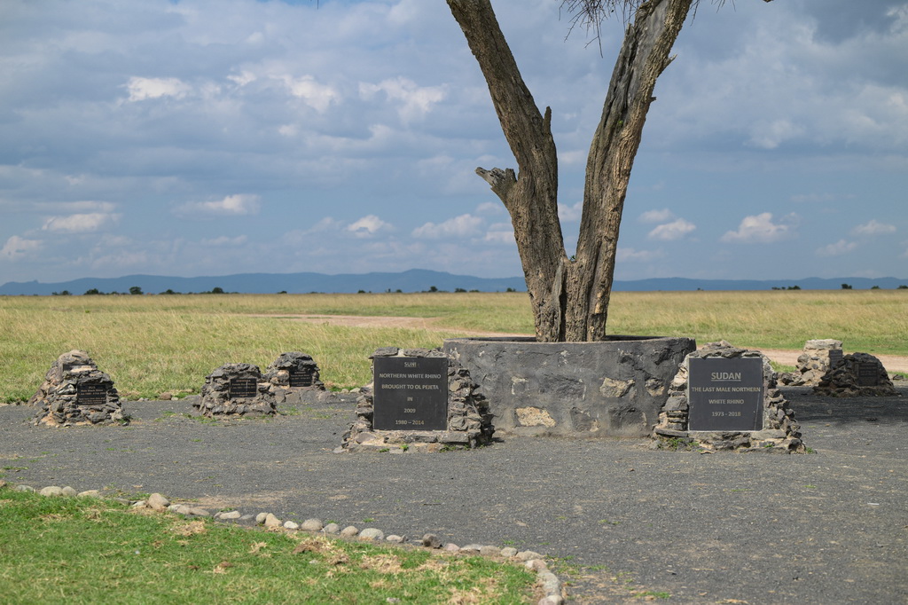 這是10月7日在肯尼亞中部萊基皮亞郡奧爾佩杰塔自然保護區拍攝的過世犀牛的紀念碑。