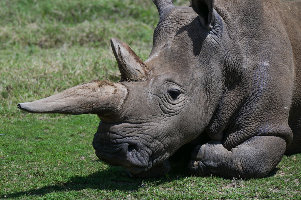 這是10月7日在肯尼亞中部萊基皮亞郡奧爾佩杰塔自然保護區拍攝的雌性北方白犀?！澳冉稹?。