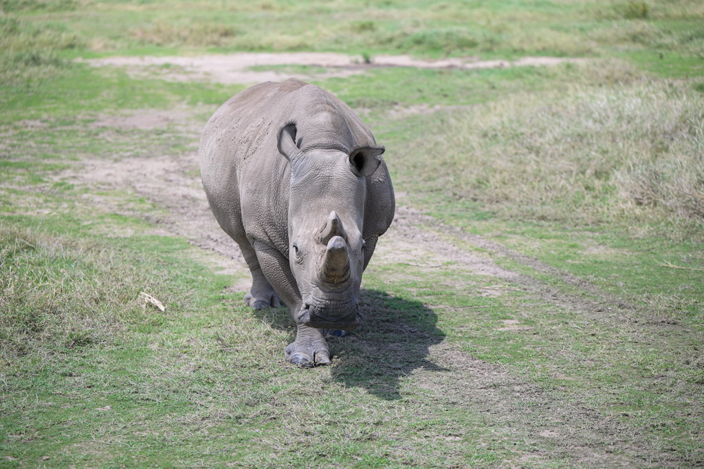 這是10月7日在肯尼亞中部萊基皮亞郡奧爾佩杰塔自然保護區拍攝的雌性北方白犀?！胺▓D”。