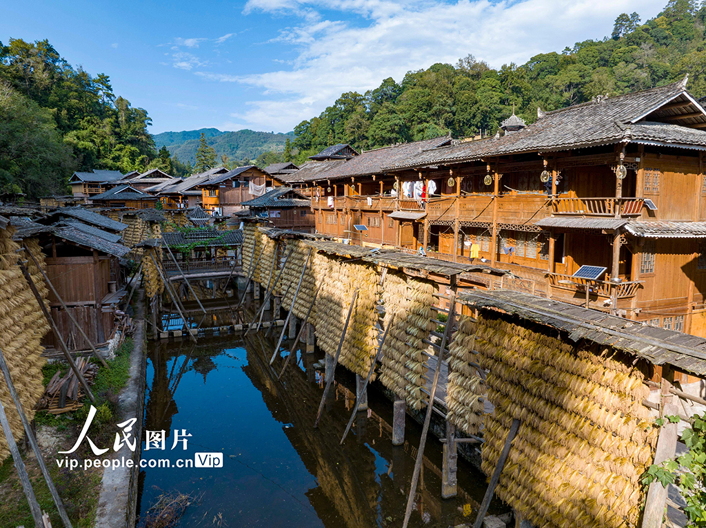 貴州從江:侗寨“曬秋”【4】