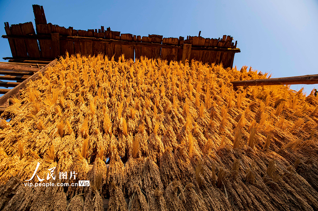 貴州從江:侗寨“曬秋”【3】