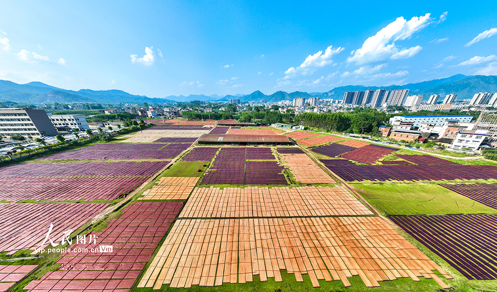廣西蒙山:晾曬香云紗【4】