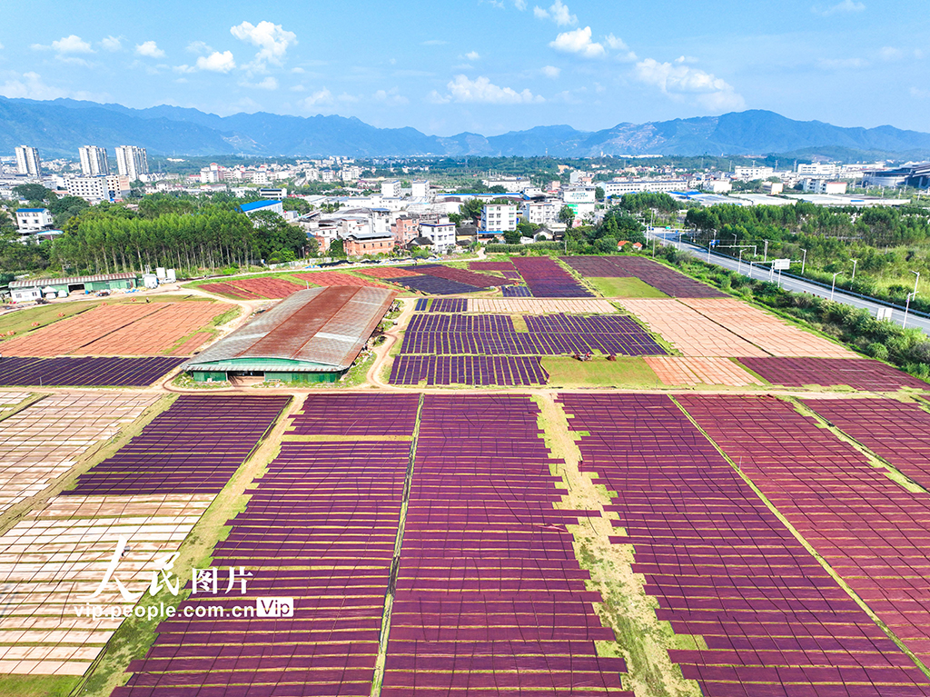 廣西蒙山:晾曬香云紗【3】