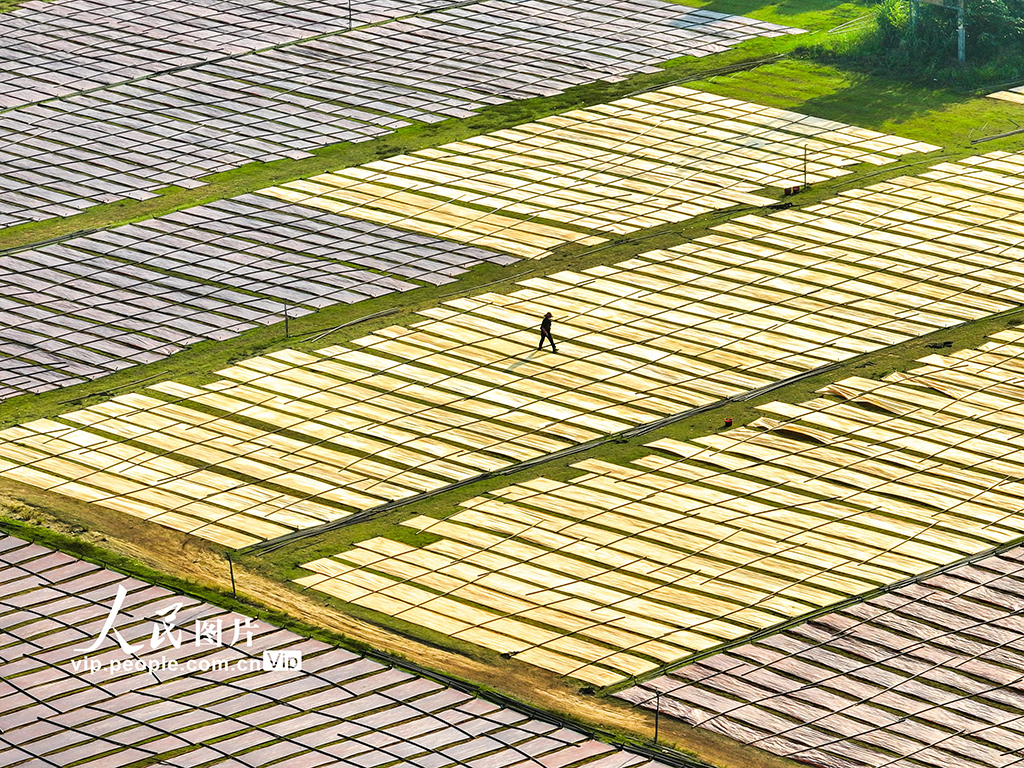 廣西蒙山:晾曬香云紗【6】
