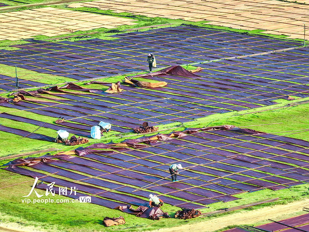 廣西蒙山:晾曬香云紗【7】