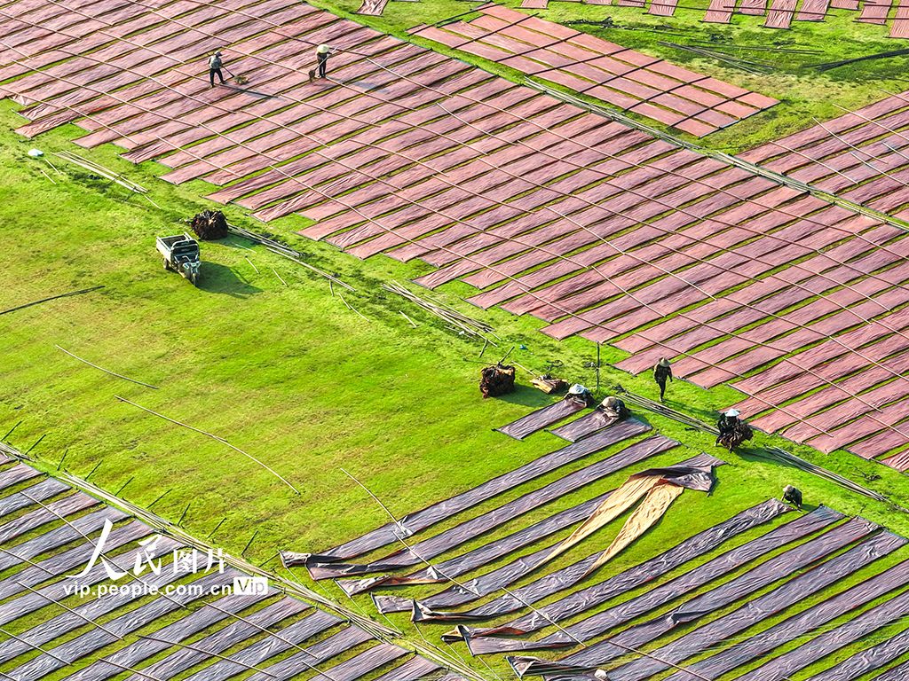 廣西蒙山:晾曬香云紗【2】