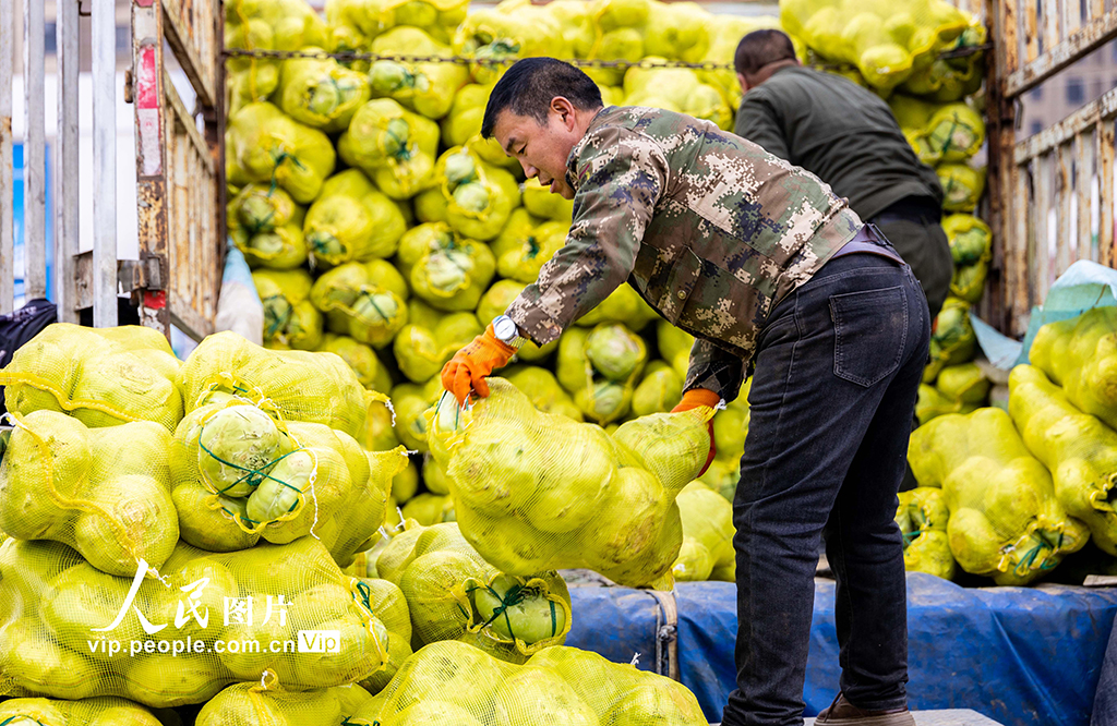 內蒙古呼和浩特：冬儲菜上市 價格親民受熱捧【5】