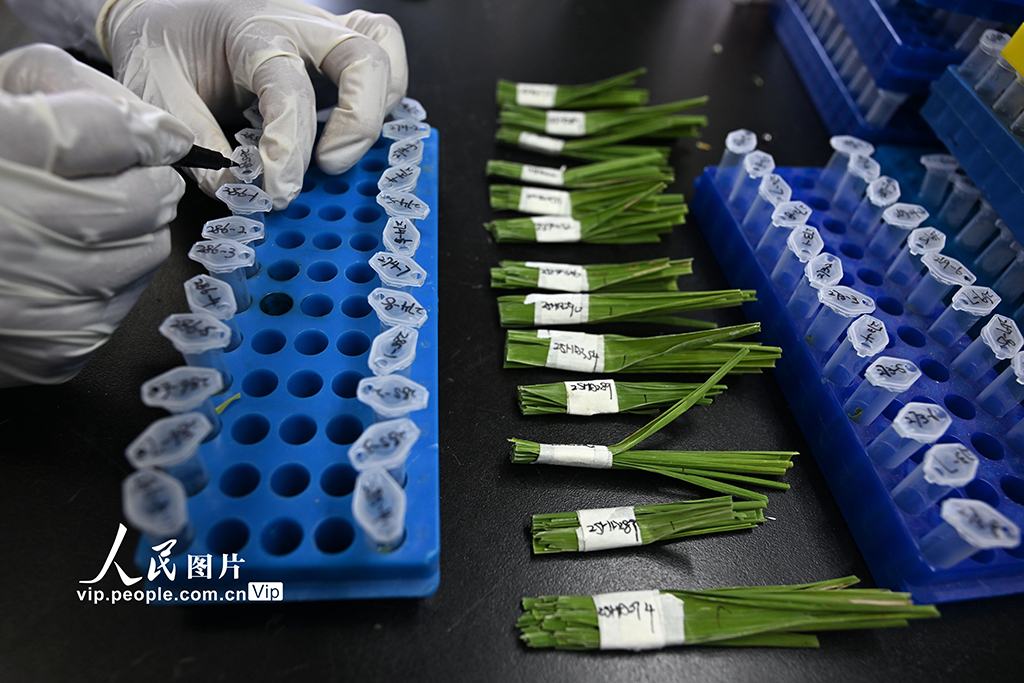 科研人員正在提取水稻葉片DNA。