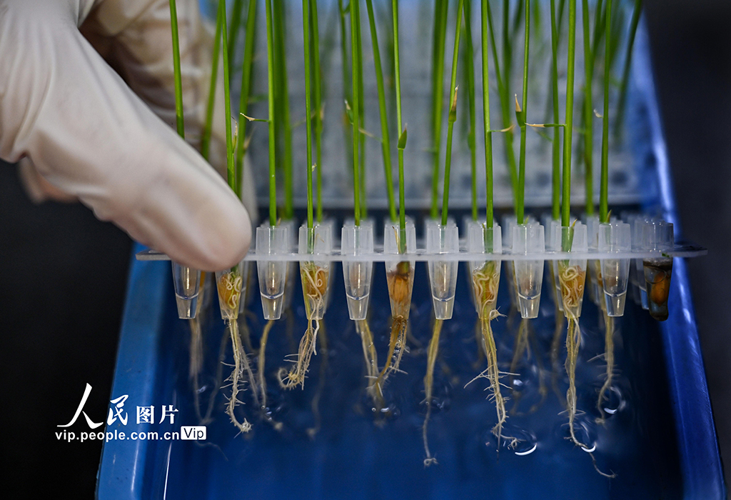 科研人員正在觀察水稻水培幼苗根系生長情況。