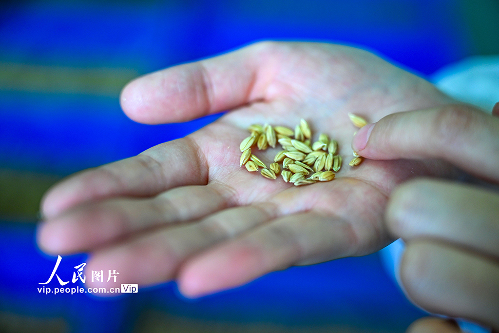 研究生胡越正在篩選種質資源。