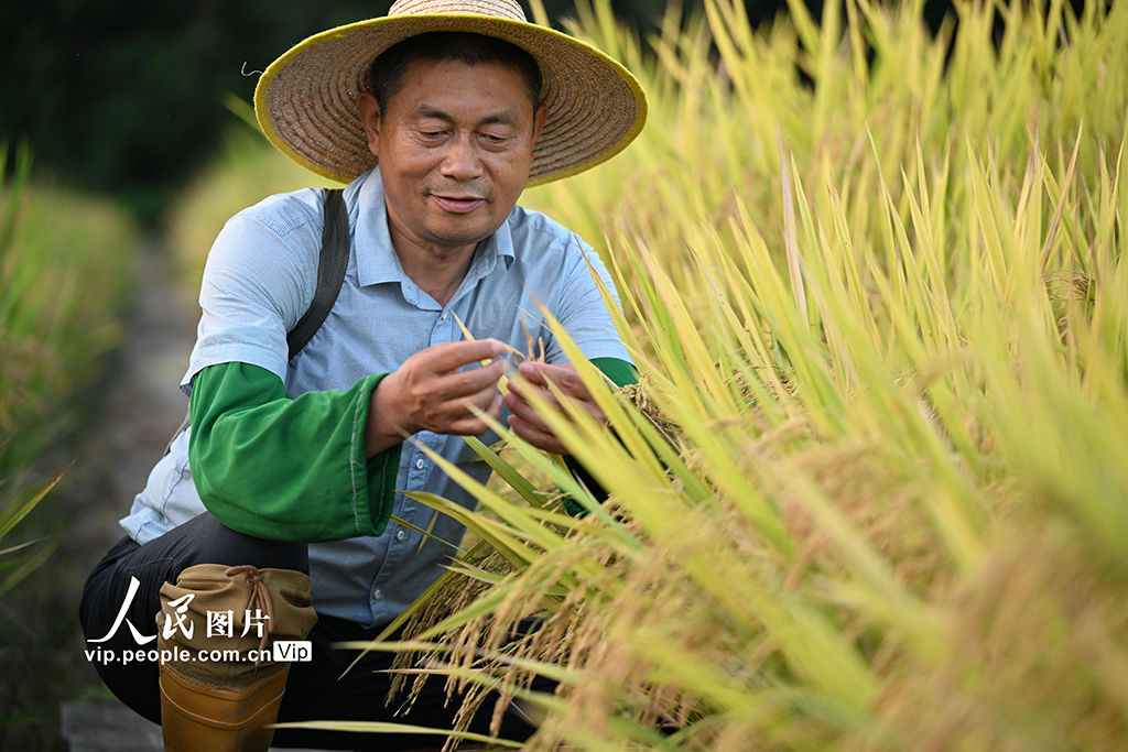 農業技術員陶亮之正在統計新品種籽粒數量。