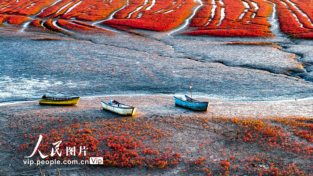 山東青島:紅海灘絢麗多彩【7】