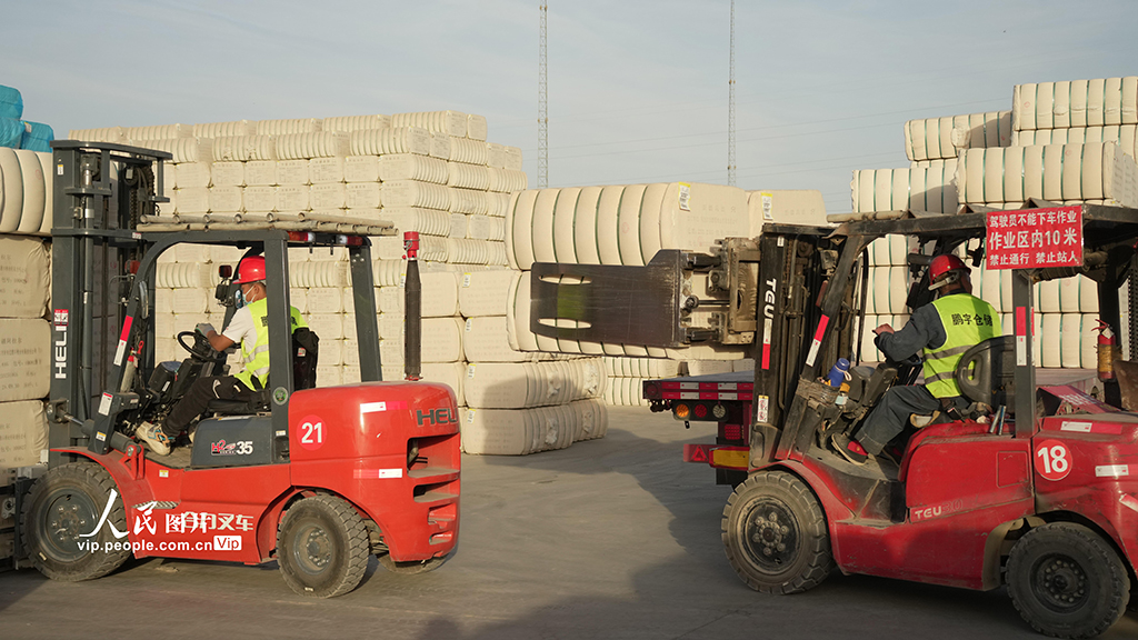 新疆阿拉爾:新棉入庫【3】