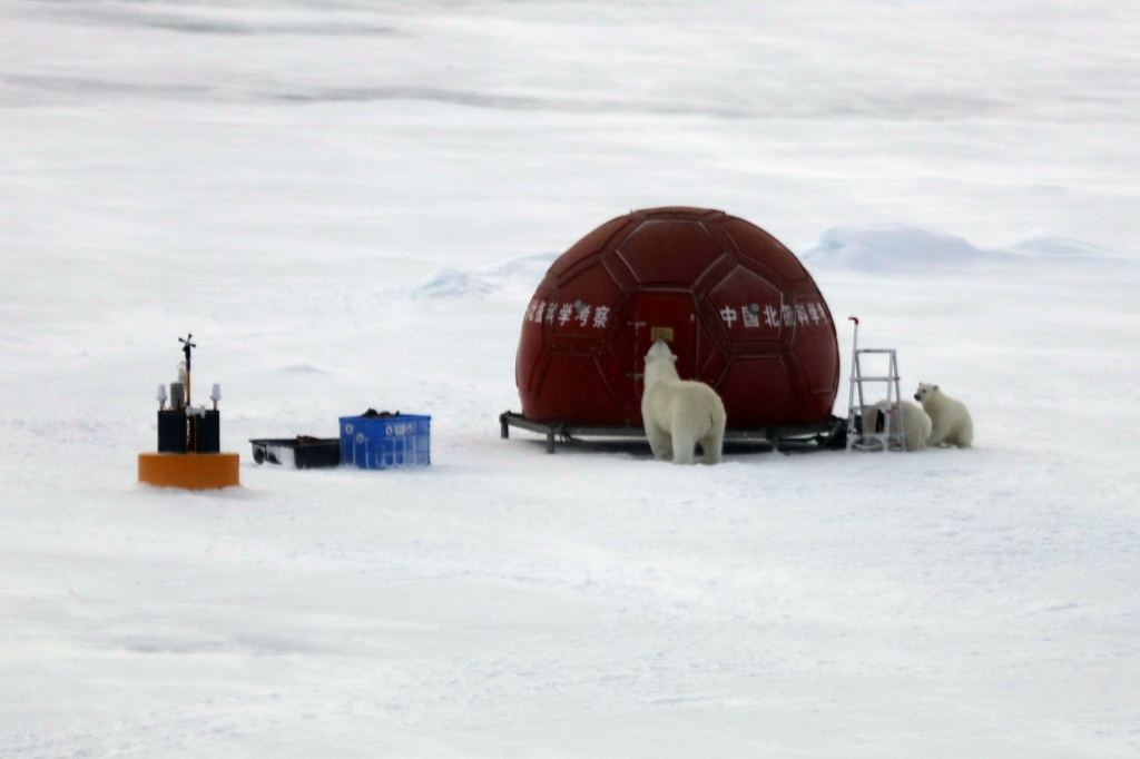 8月30日，北極熊媽媽和兩只熊寶寶在防熊蘋果屋前活動。
