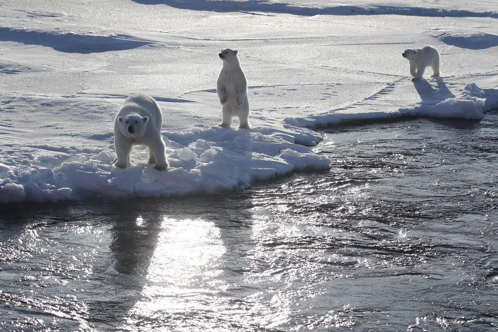 8月31日，北極熊媽媽帶著兩只熊寶寶向“雪龍2”號船張望。