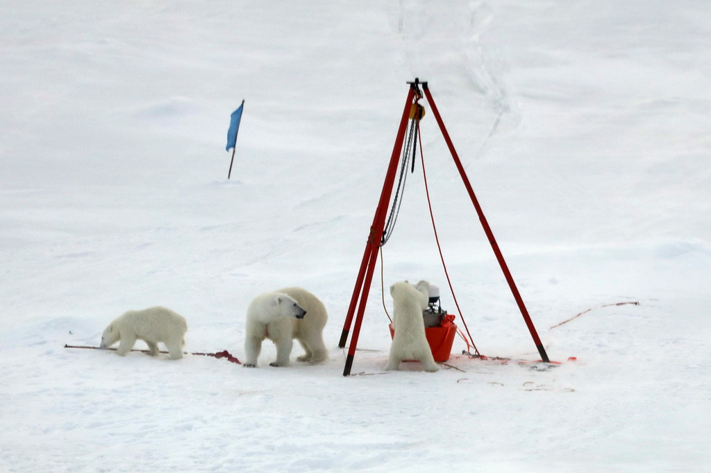 8月30日，北極熊媽媽和兩只熊寶寶在考察隊尚未完成布放的冰基浮標處活動。