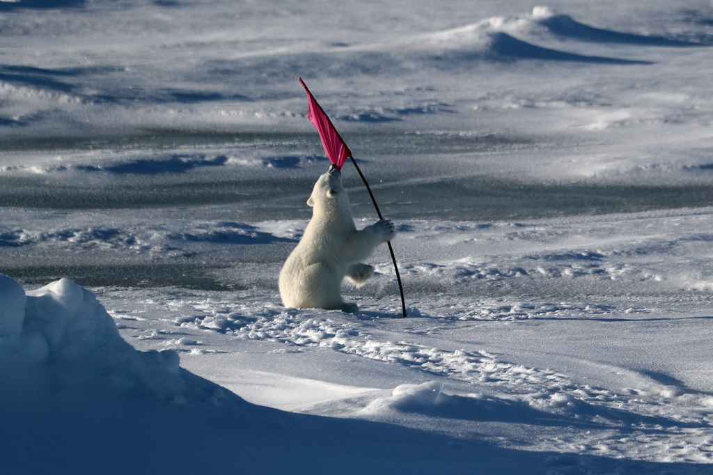 8月31日，一只北極熊寶寶在玩?？疾礻犠鳂I時插的小旗。