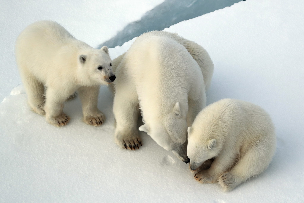8月31日，北極熊媽媽和兩只熊寶寶在“雪龍2”號船邊休息玩耍。