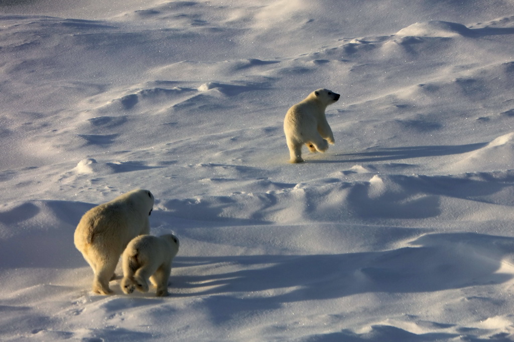 8月31日，北極熊媽媽和兩只熊寶寶離開考察隊冰上作業區。