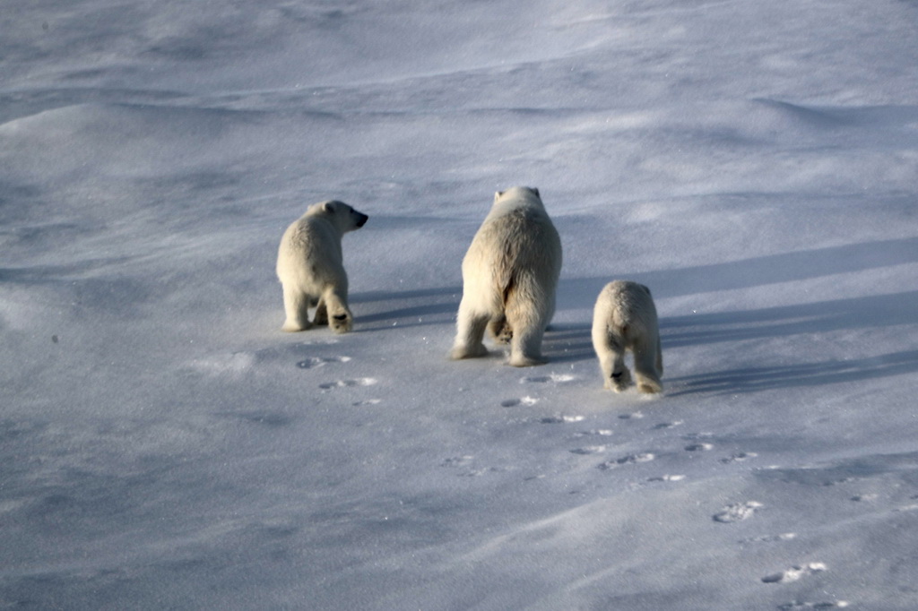 8月31日，北極熊媽媽和兩只熊寶寶離開考察隊冰上作業區。