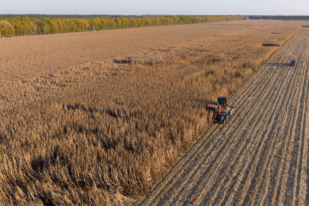 10月13日，在黑龍江省肇東市五里明鎮東升村，農民駕駛農機收獲玉米（無人機照片）。新華社記者 謝劍飛 攝
