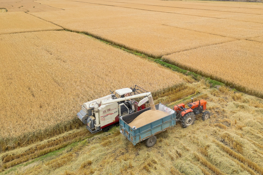 10月14日，在黑龍江省牡丹江市西安區福興村，村民將收割的水稻裝入車中（無人機照片）。新華社記者 張濤 攝