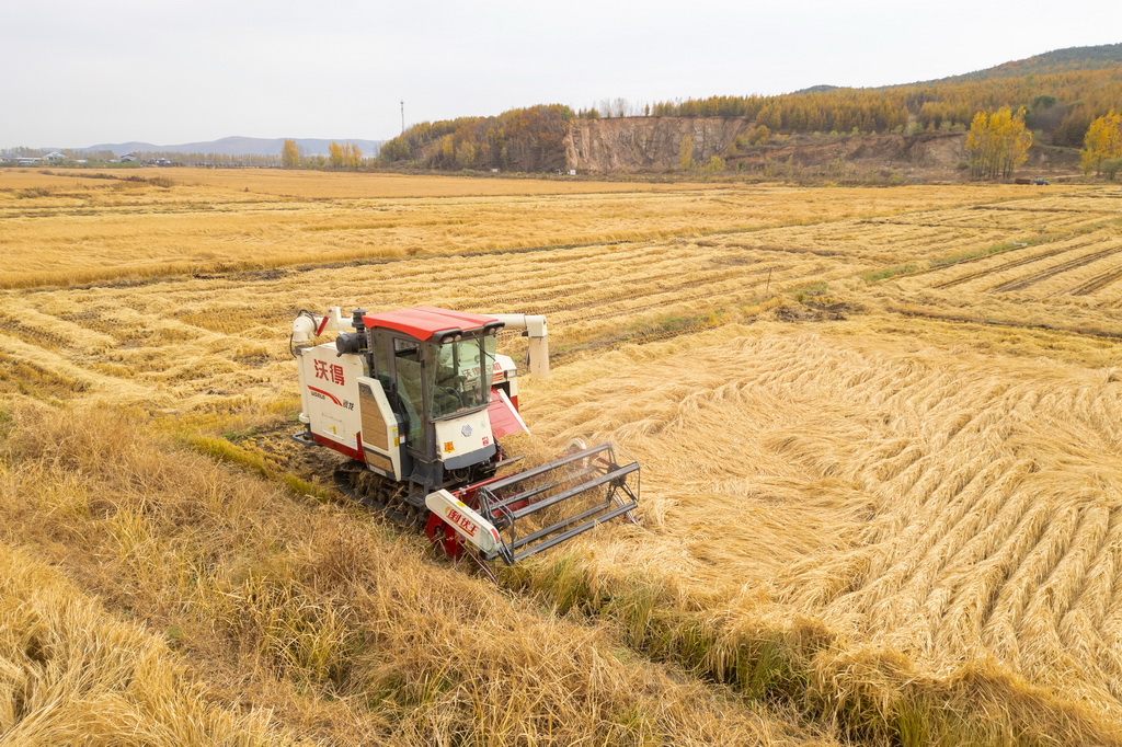 10月14日，在黑龍江省牡丹江市西安區福興村，村民駕駛收割機收割水稻（無人機照片）。新華社記者 張濤 攝