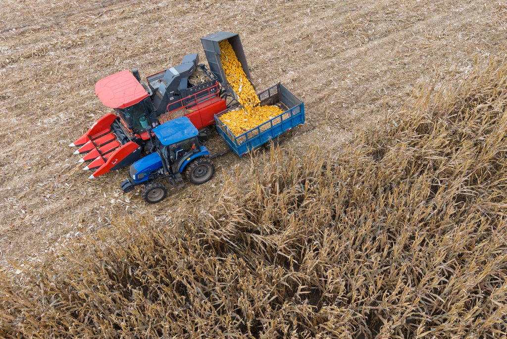 10月14日，在黑龍江省肇東市五里明鎮東升村，農民駕駛農機收獲玉米（無人機照片）。新華社記者 謝劍飛 攝