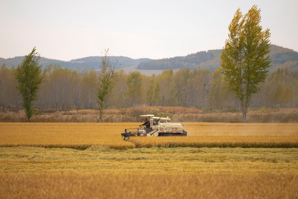 10月14日，在黑龍江省牡丹江市西安區福興村，村民駕駛收割機收割水稻。新華社記者 張濤 攝