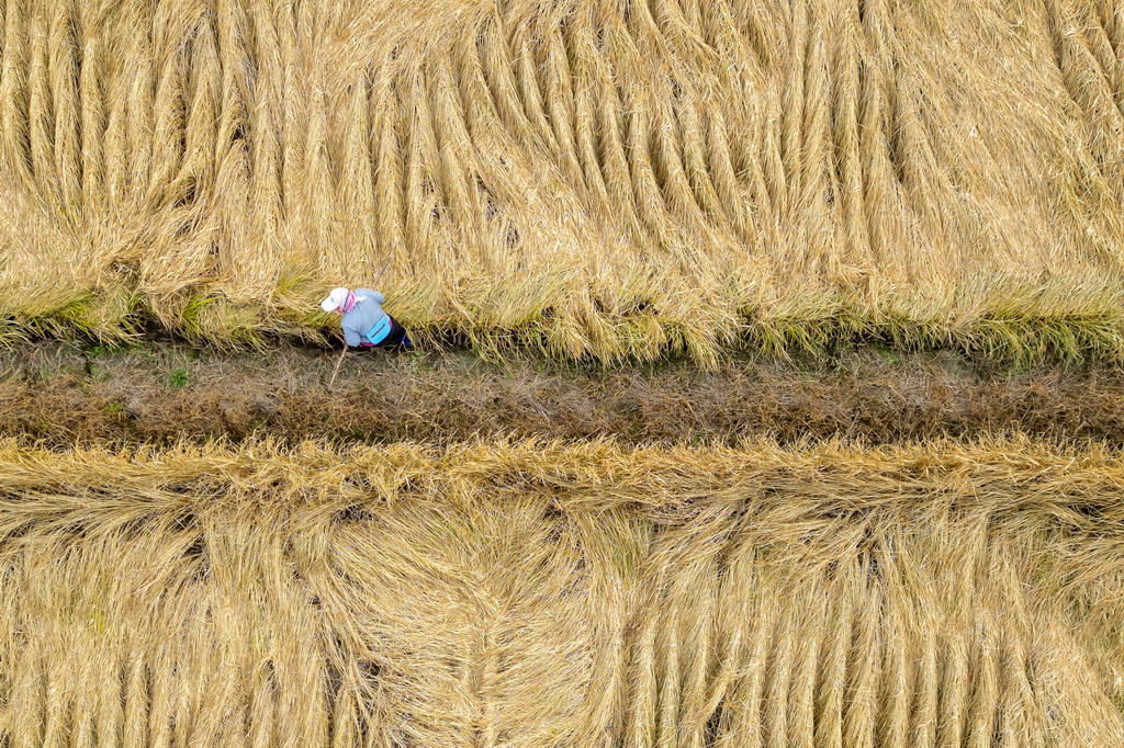 10月14日，在黑龍江省牡丹江市西安區沙虎村，村民在水稻田里進行收割前準備（無人機照片）。新華社記者 張濤 攝