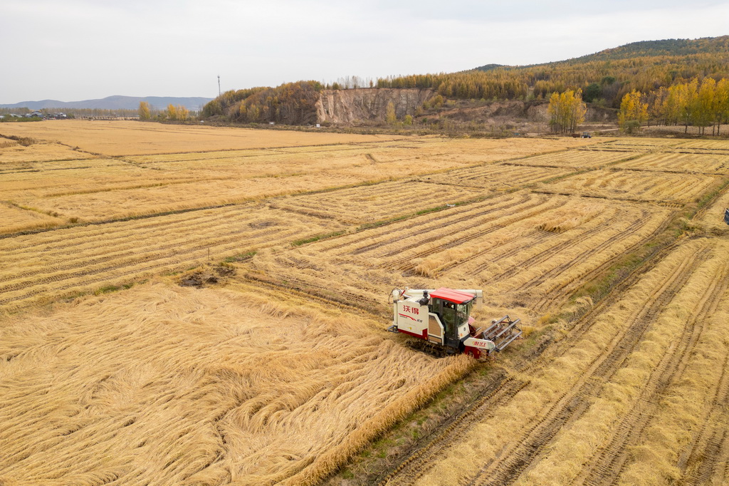 10月14日，在黑龍江省牡丹江市西安區沙虎村，村民駕駛收割機收割水稻（無人機照片）。新華社記者 張濤 攝