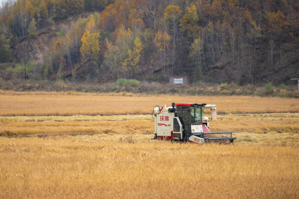 10月14日，在黑龍江省牡丹江市西安區沙虎村，村民駕駛收割機收割水稻。新華社記者 張濤 攝
