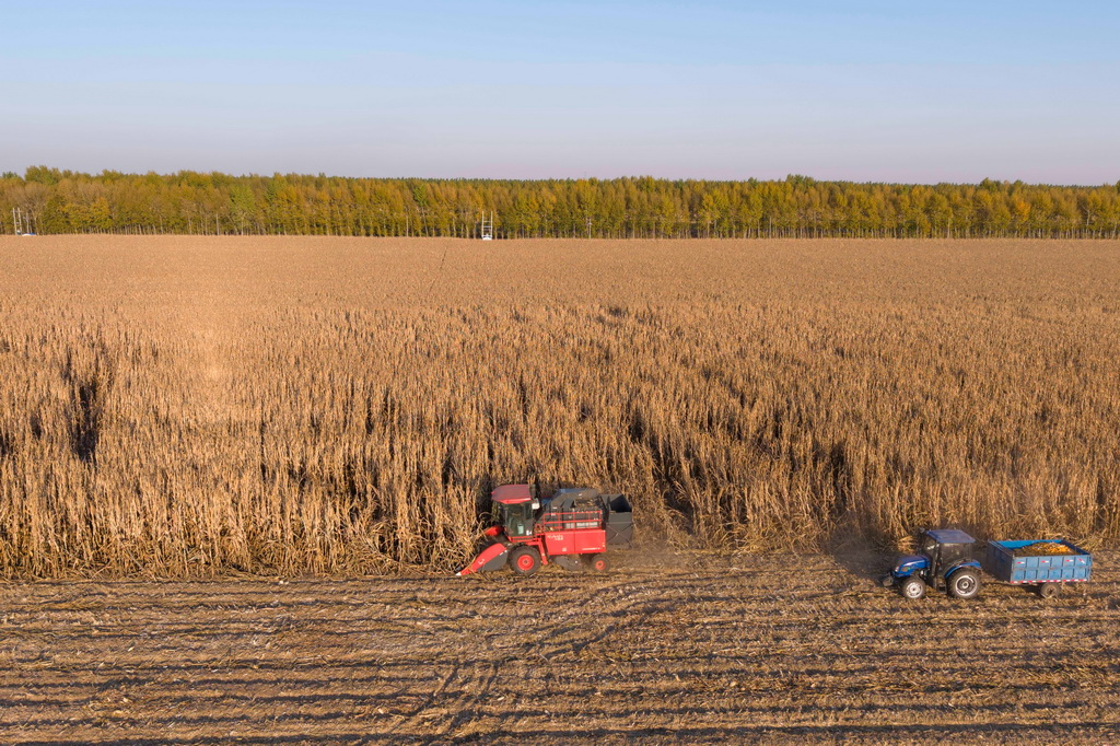 10月13日，在黑龍江省肇東市五里明鎮東升村，農民駕駛農機收獲玉米（無人機照片）。新華社記者 謝劍飛 攝