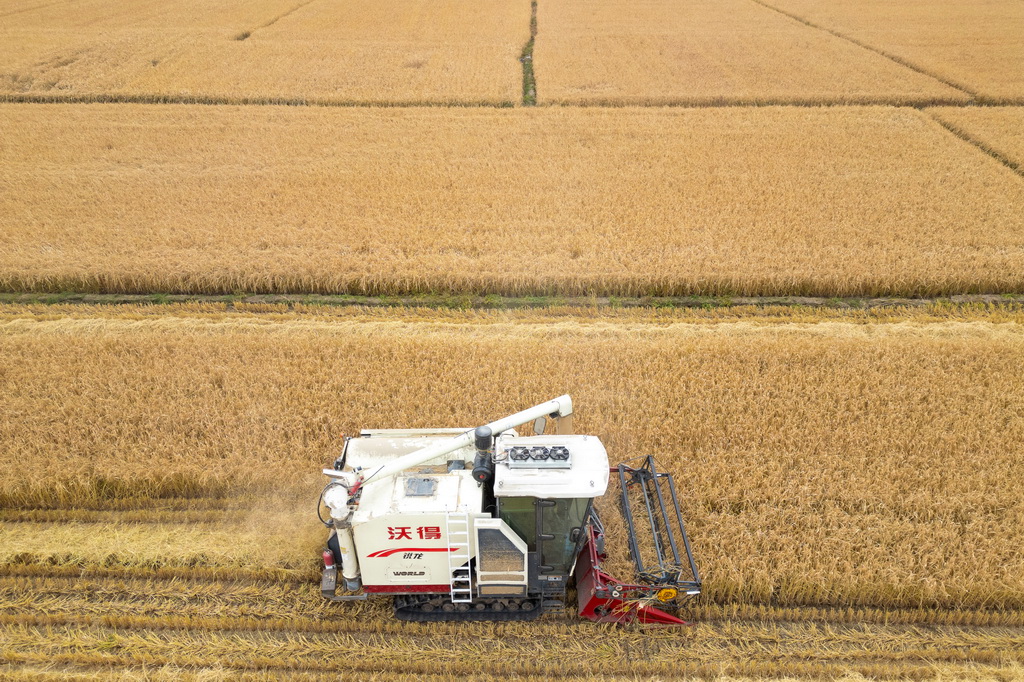 10月14日，在黑龍江省牡丹江市西安區福興村，村民駕駛收割機收割水稻（無人機照片）。新華社記者 張濤 攝