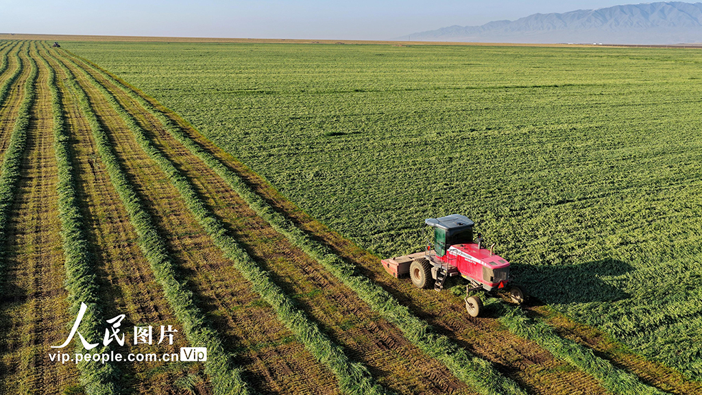 甘肅張掖:山丹馬場燕麥草開鐮收割【3】