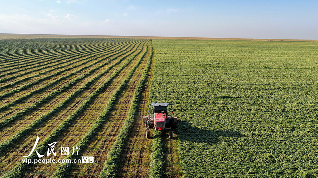 甘肅張掖:山丹馬場燕麥草開鐮收割【2】