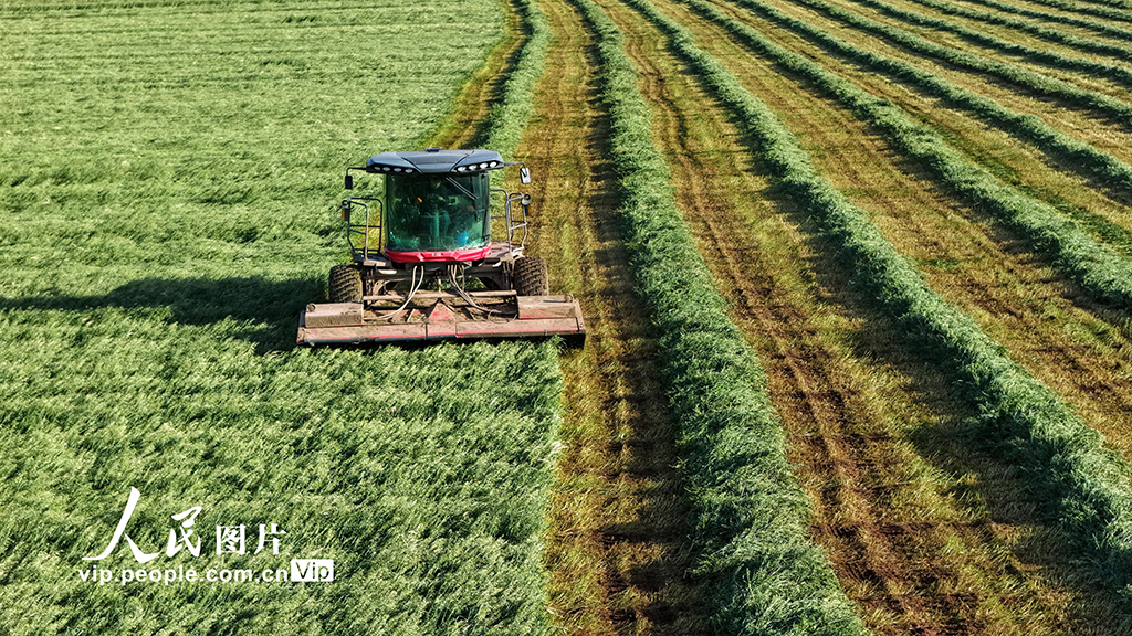 甘肅張掖:山丹馬場燕麥草開鐮收割【4】