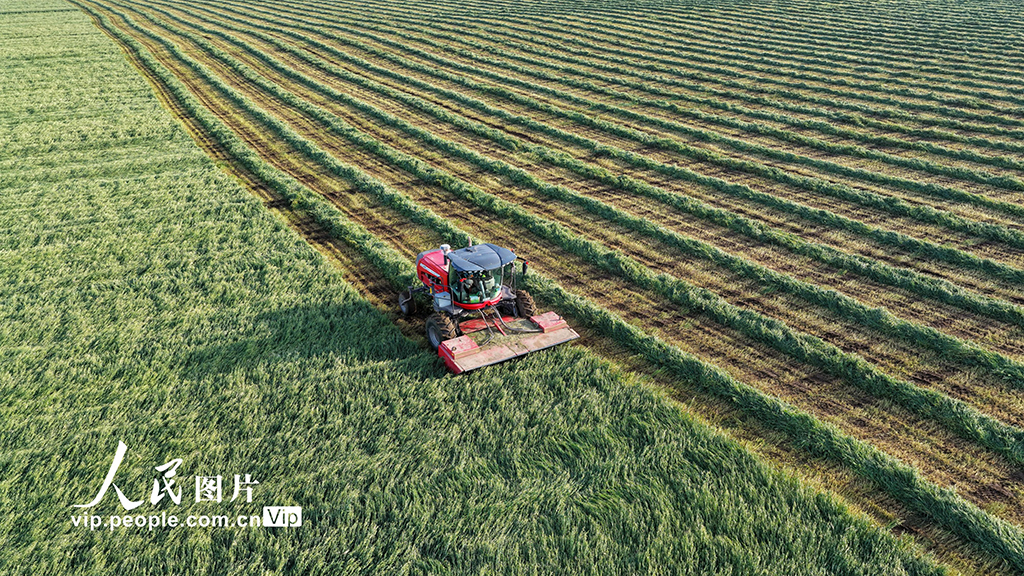 甘肅張掖:山丹馬場燕麥草開鐮收割【5】