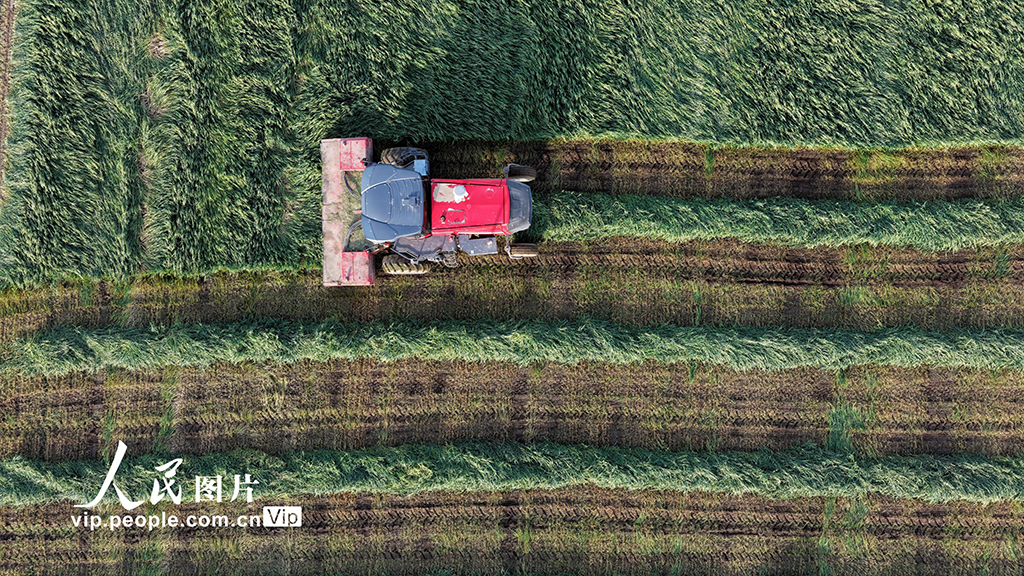 甘肅張掖:山丹馬場燕麥草開鐮收割【6】