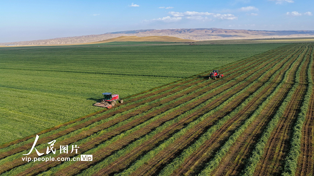 甘肅張掖:山丹馬場燕麥草開鐮收割【7】