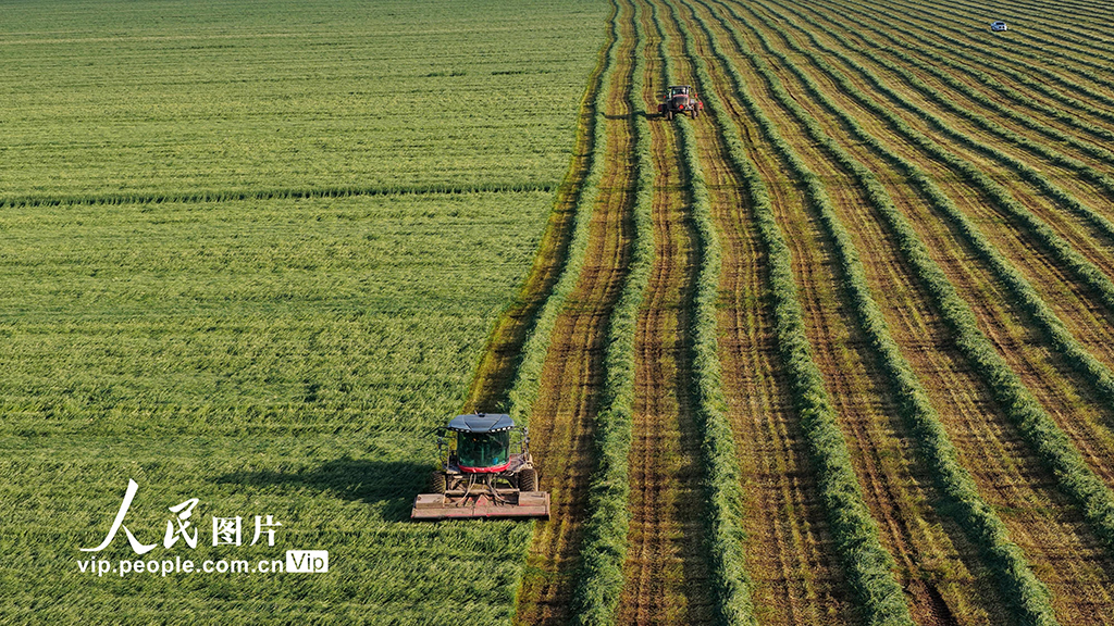 甘肅張掖:山丹馬場燕麥草開鐮收割【8】