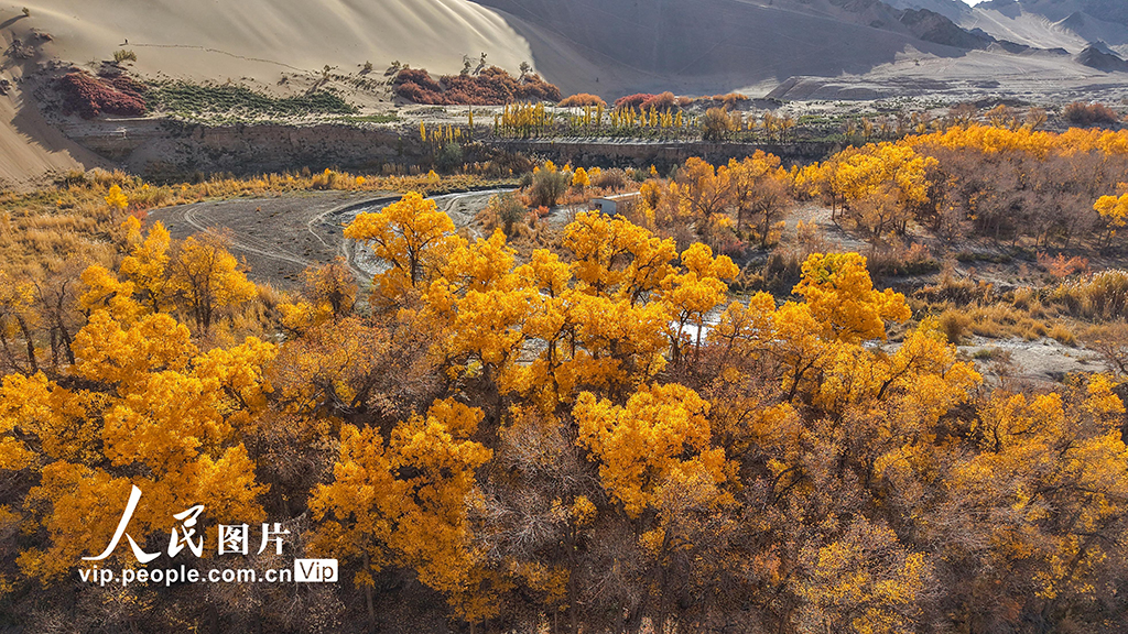 胡楊峽景區秋景如畫【7】