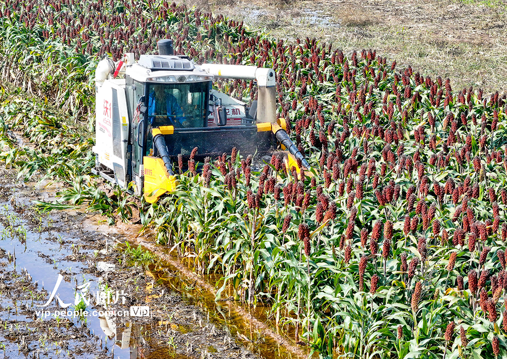 山西平遙:搶收高粱【3】