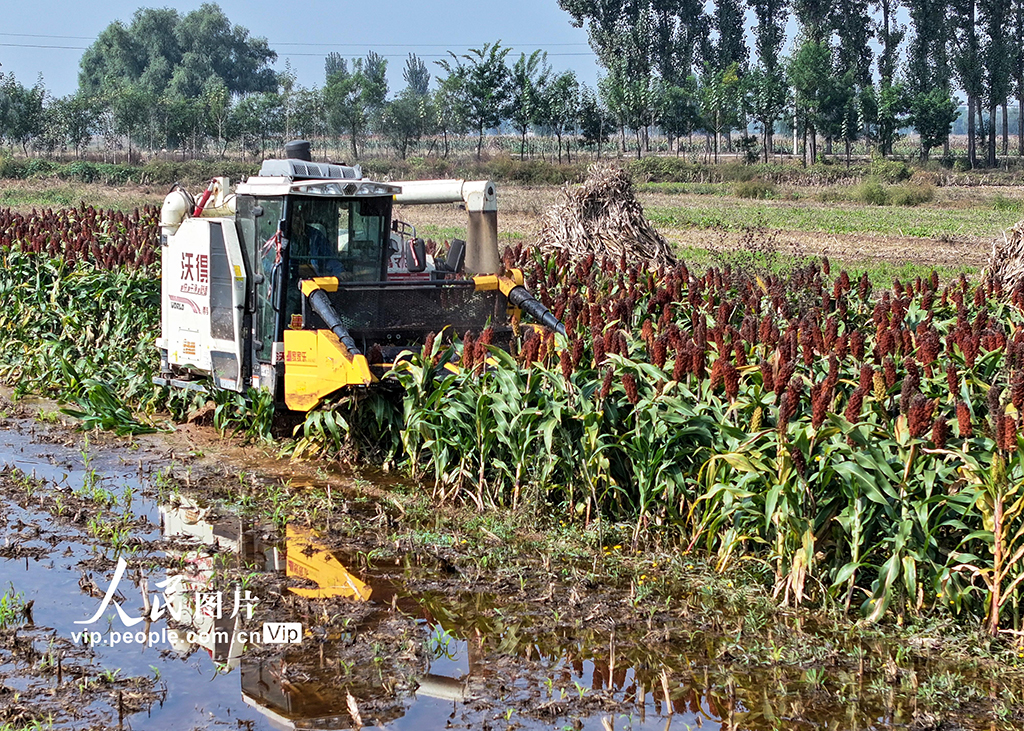 山西平遙:搶收高粱【4】