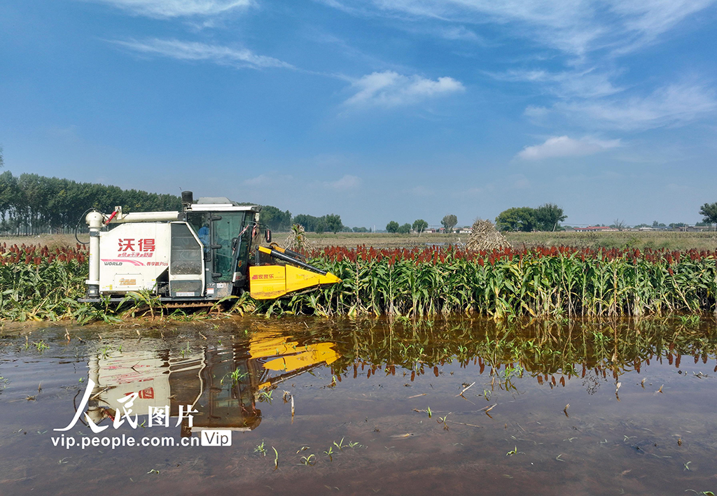 山西平遙:搶收高粱【5】