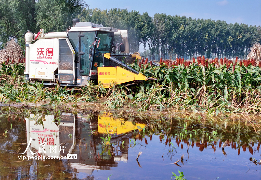山西平遙:搶收高粱【2】