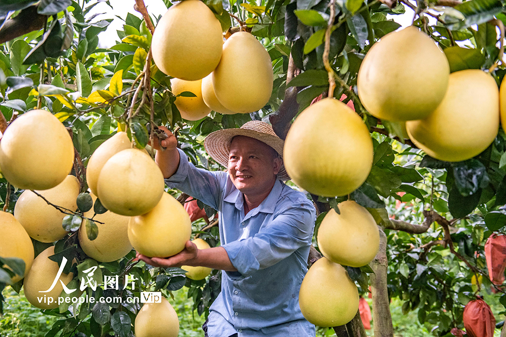 云南西疇:采摘柚子【2】