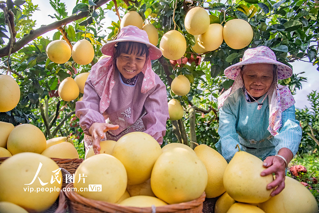 云南西疇:采摘柚子【3】