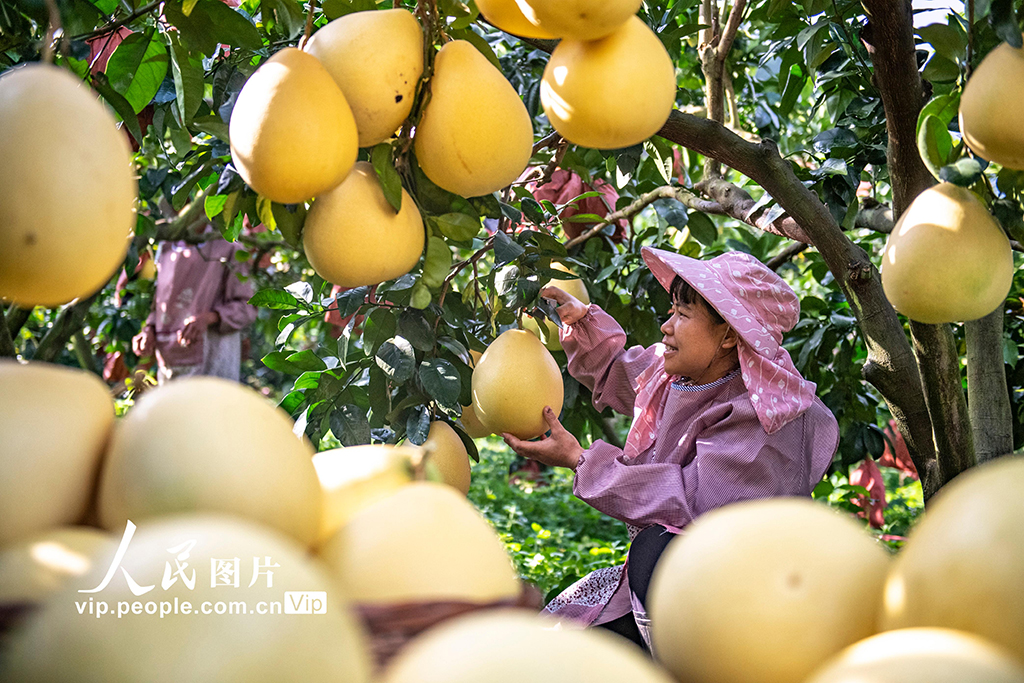 云南西疇:采摘柚子【4】